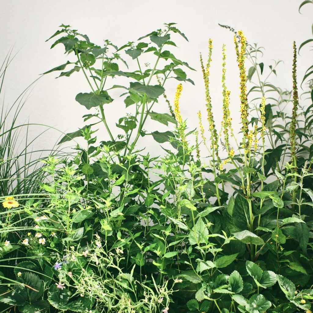 Entgiftungsworkshop | Heilpflanzen & Anleitungsverfahren